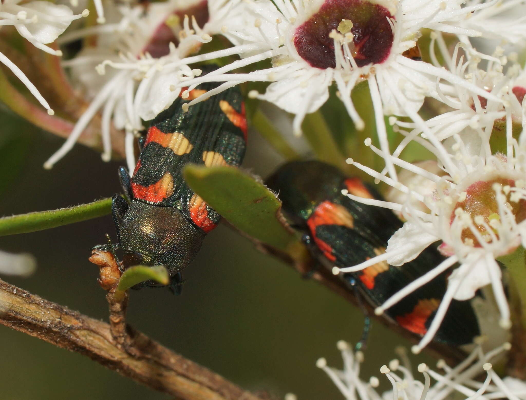 Image of Castiarina sexplagiata (Gory 1841)