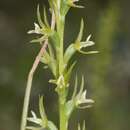 Image of Green leek orchid