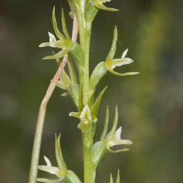 Image of Green leek orchid