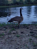 Image of Hawaiian goose