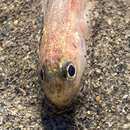 Image of Spotted cusk-eel