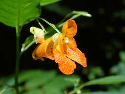 Image of jewelweed