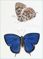 Image de Arhopala alitaeus (Hewitson 1862)