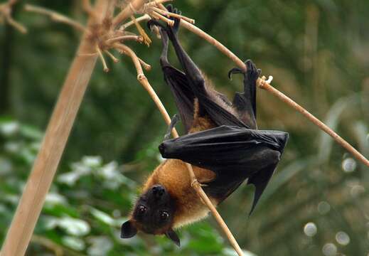 Image of Indian Flying Fox