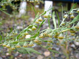 Image de Artemisia sieversiana Ehrh. ex Willd.