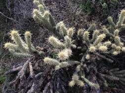 Image of Cylindropuntia ganderi subsp. ganderi