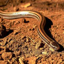 Image of Madagascar burrowing snake