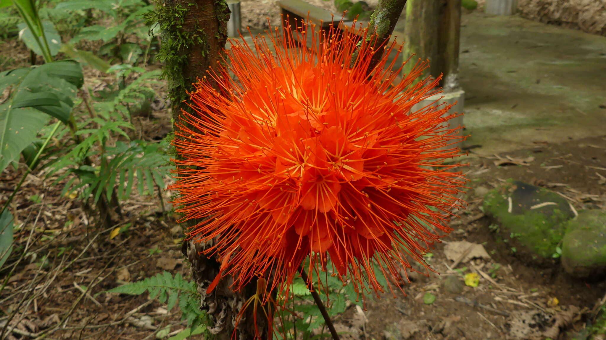 Plancia ëd Brownea macrophylla Linden