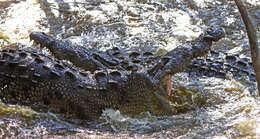 Image of American Crocodile