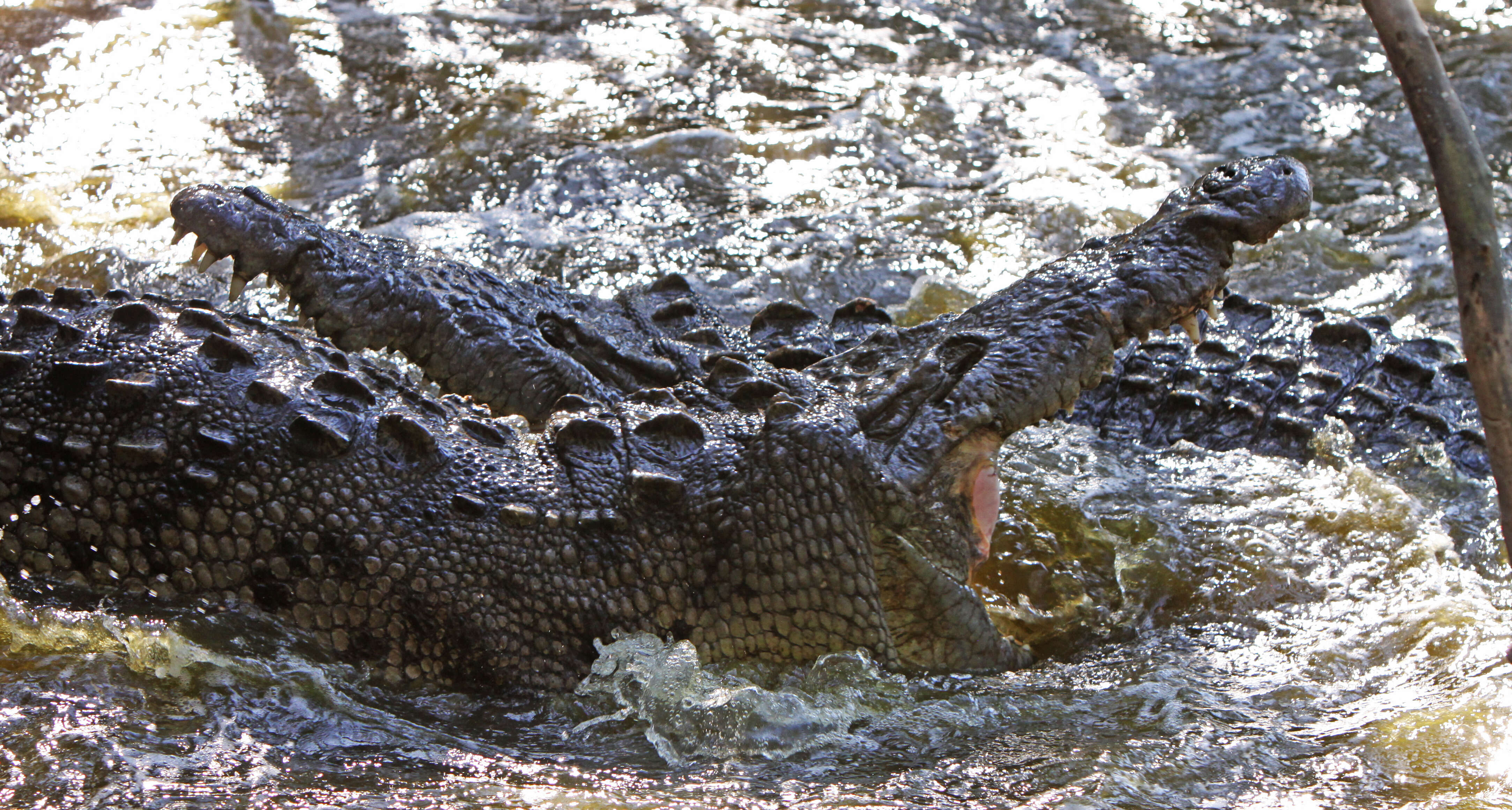Imagem de Crocodylus acutus (Cuvier 1807)