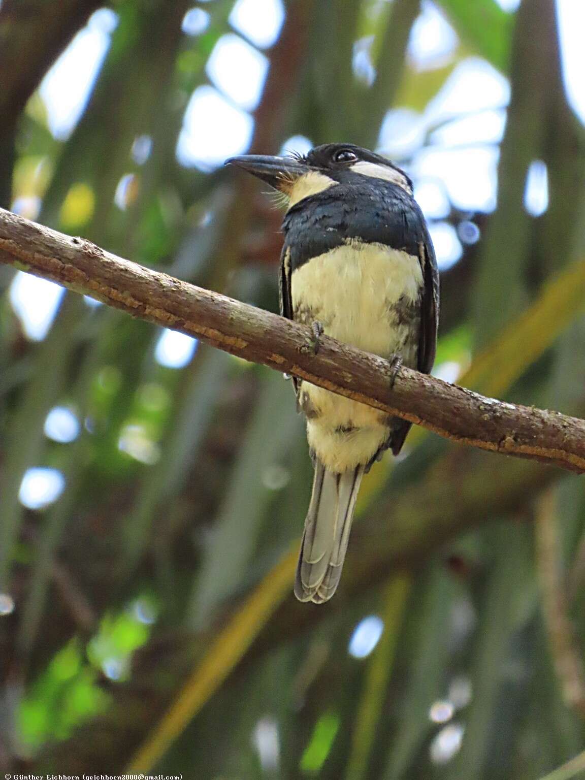 Image of Black-breasted Puffbird