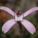 Image of Pink candy orchid