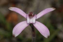 Image of Pink candy orchid