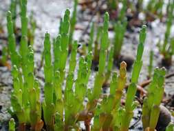 Image of glasswort