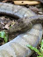 Image of Ringed Tree Boa