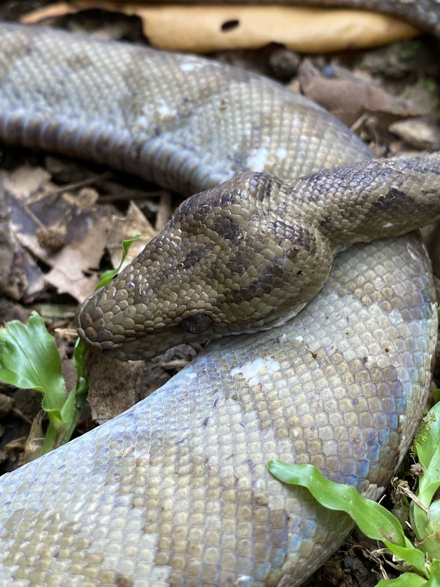 Image of Ringed Tree Boa