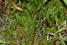 Image of glasswort