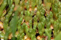 Image of glasswort