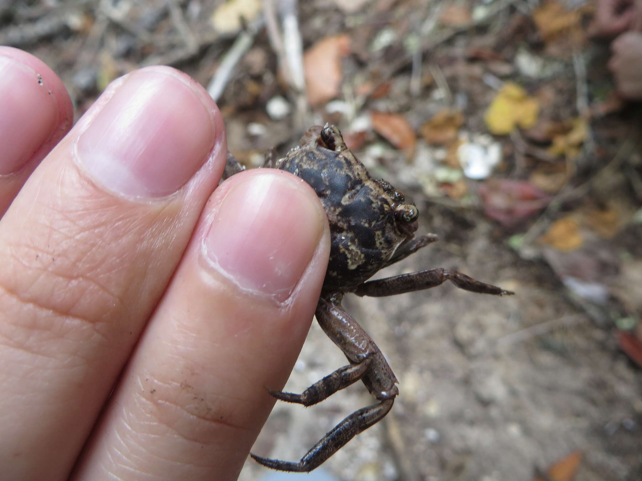 Image of humic marsh crab