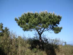 Image of Luchu Pine