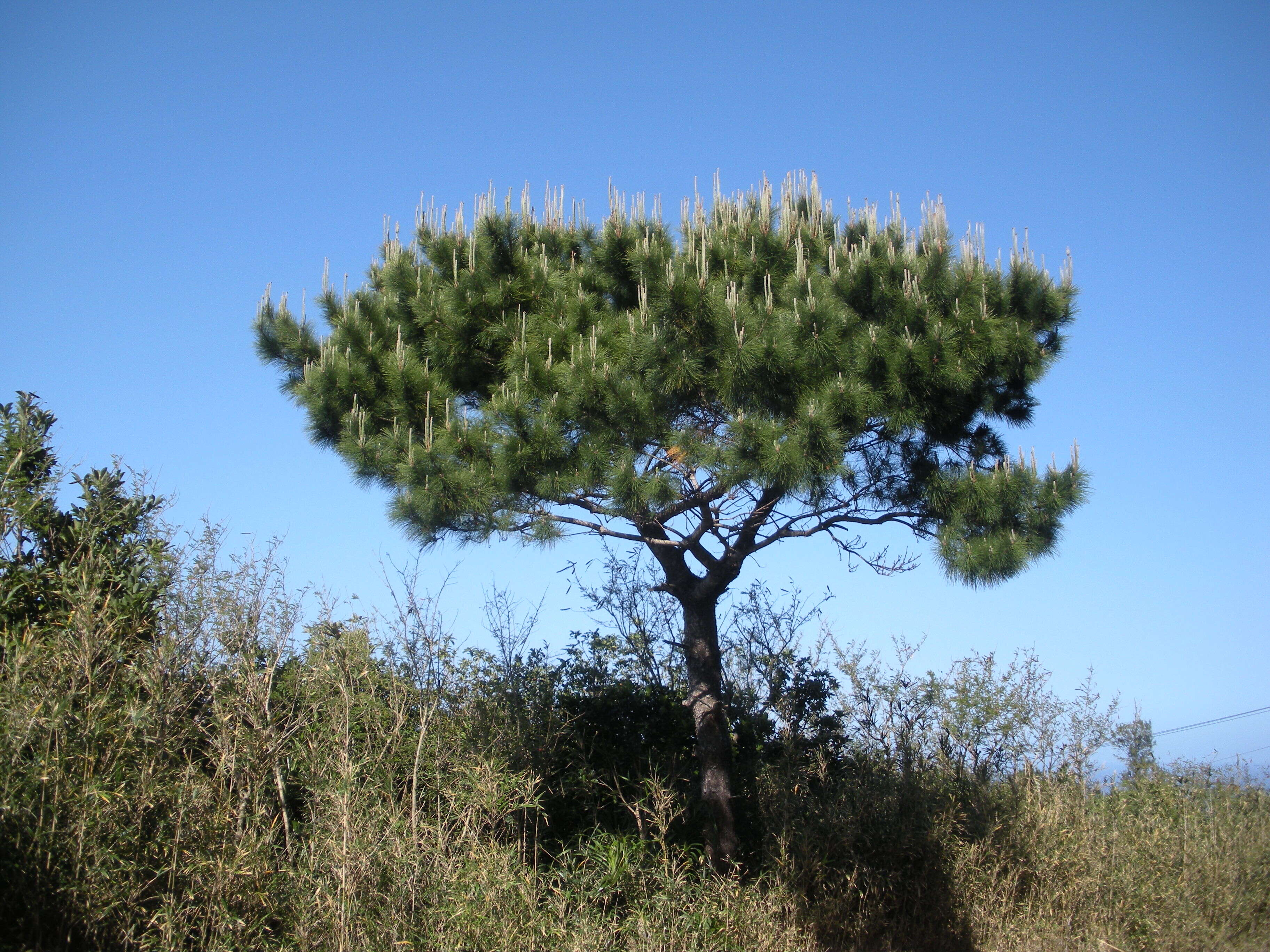 Pinus luchuensis Mayr resmi