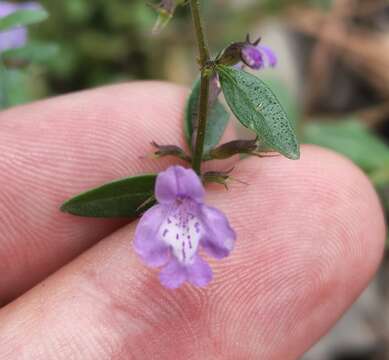 صورة Hedeoma pulcherrima Wooton & Standl.