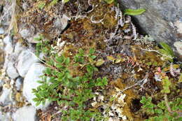 Image de Epilobium chlorifolium Hausskn.