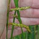 Image of Azores sedge
