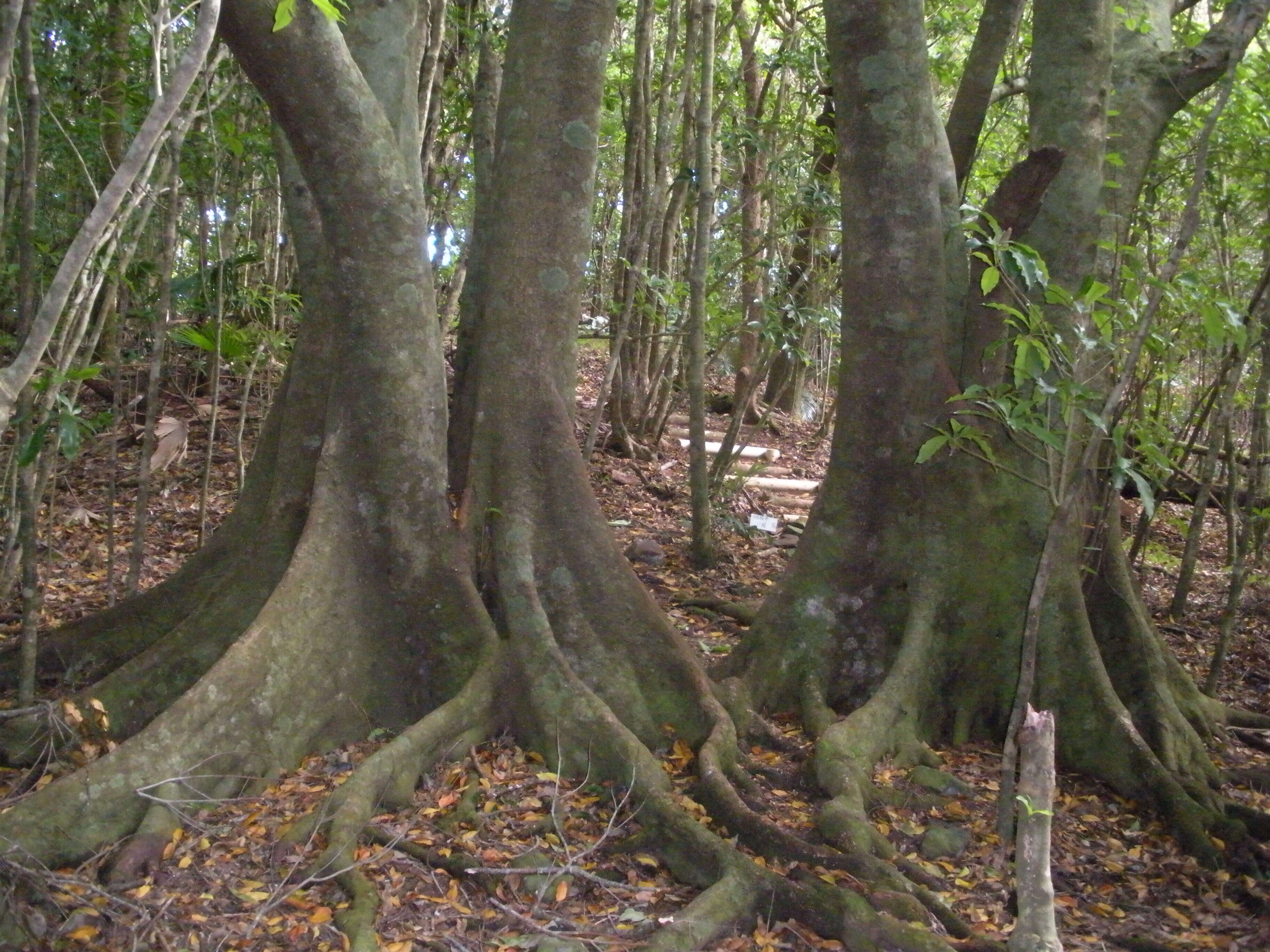 Image of Elaeocarpus sylvestris (Lour.) Poir.