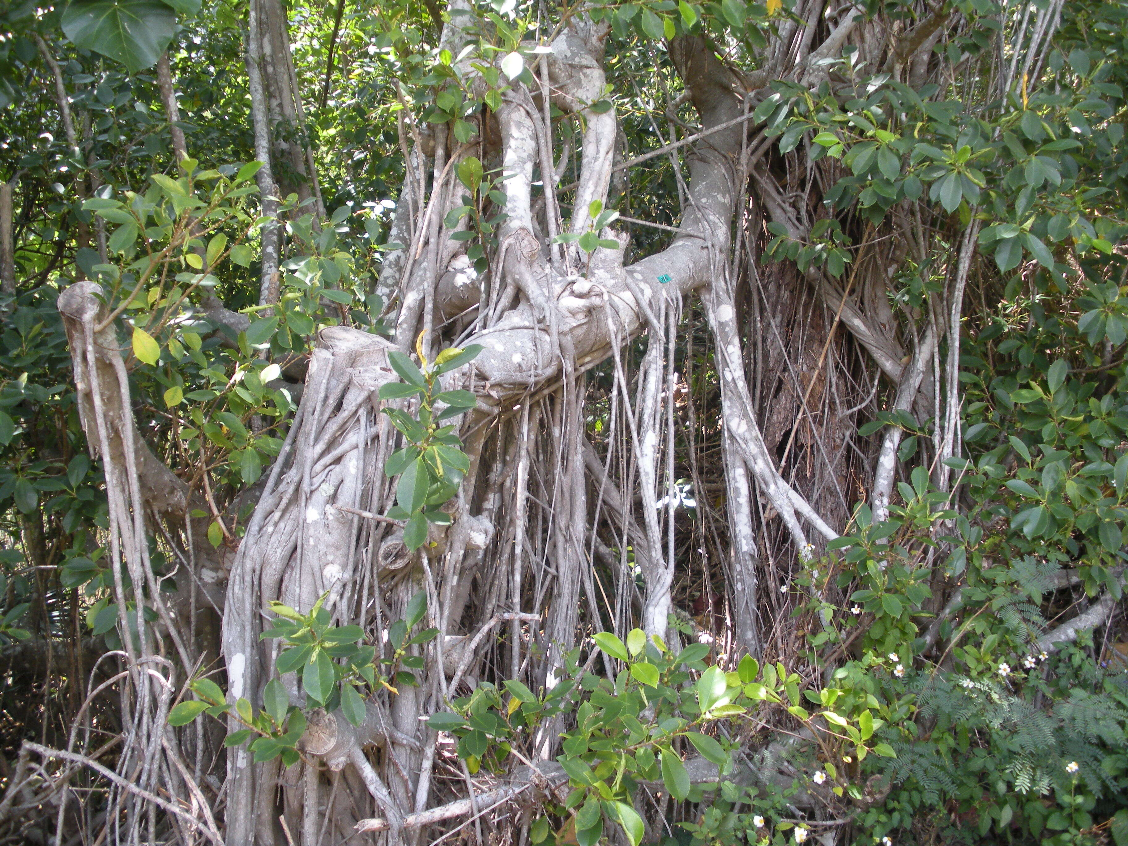 Image of Chinese banyan