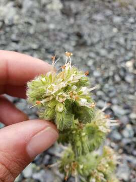 Image of Variable-Leaf Scorpion-Weed