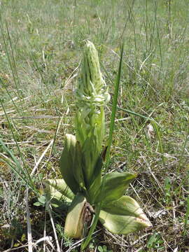 Image of Lizard orchid