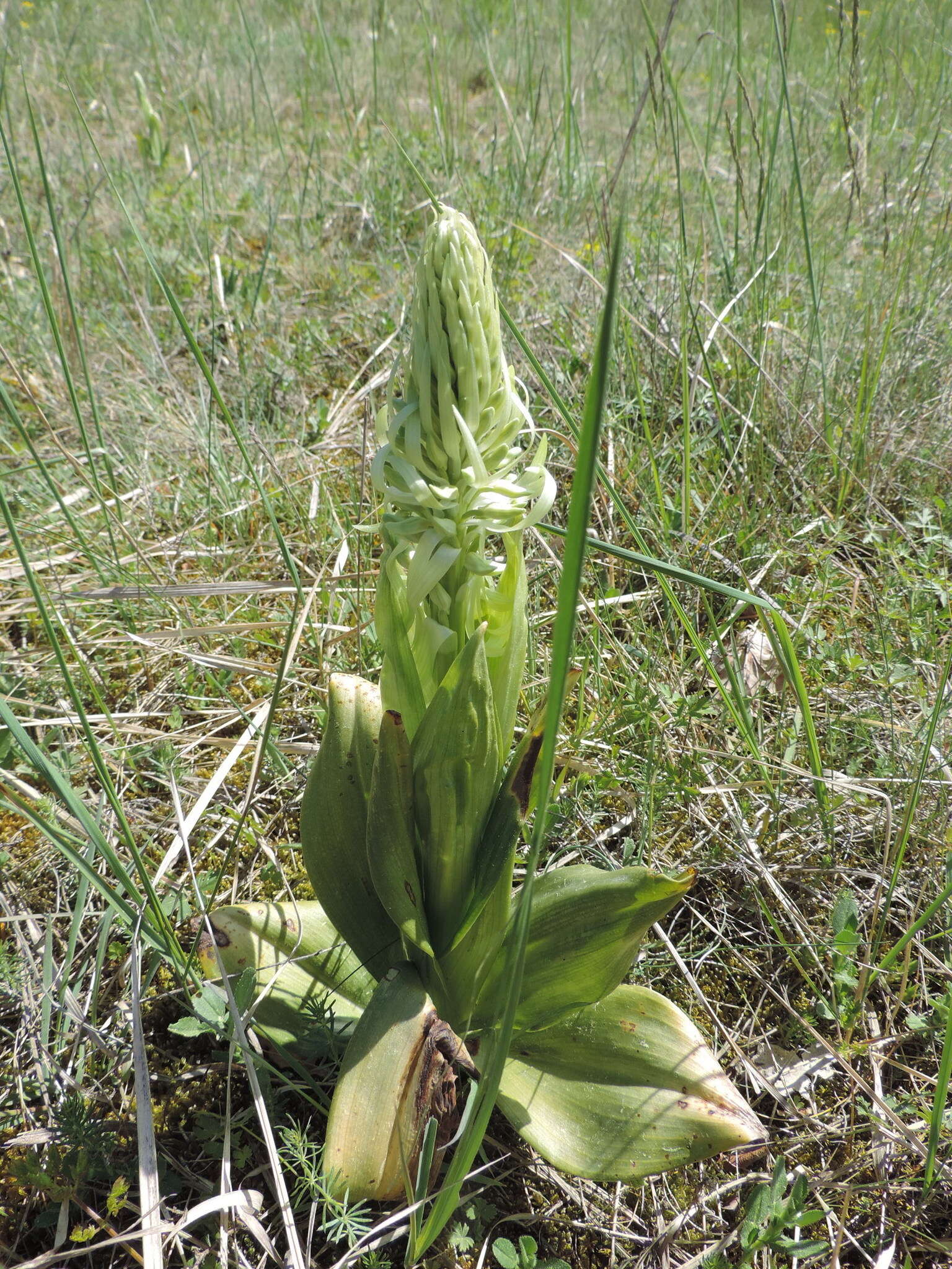 Himantoglossum hircinum (L.) Spreng. resmi