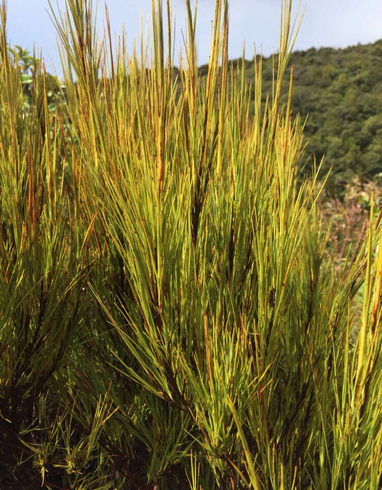 Image of Dracophyllum filifolium Hook. fil.