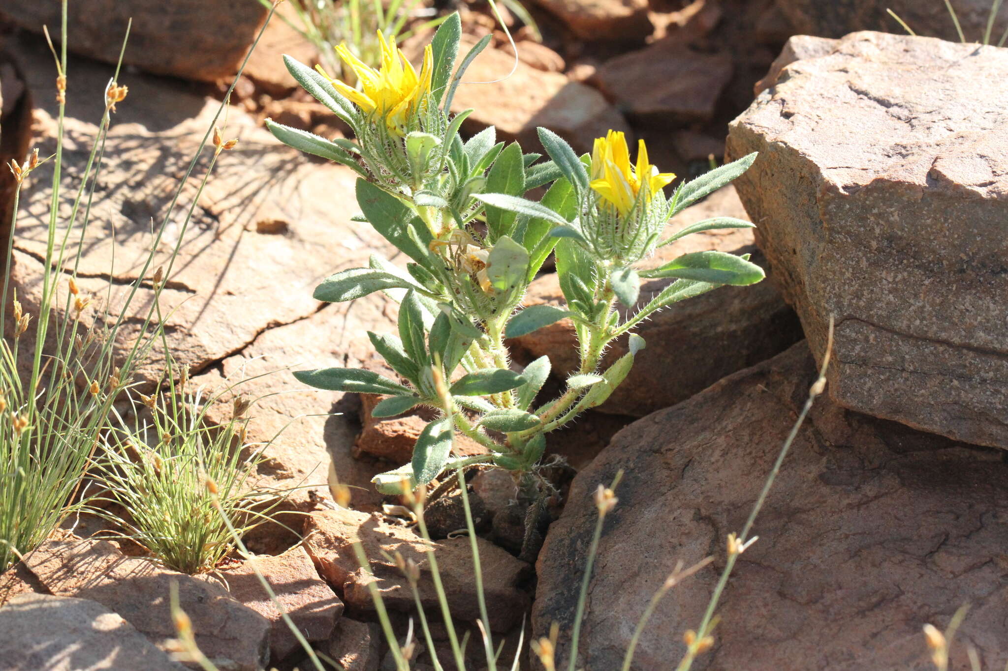 Imagem de Hirpicium gazanioides (Harv.) Roessler