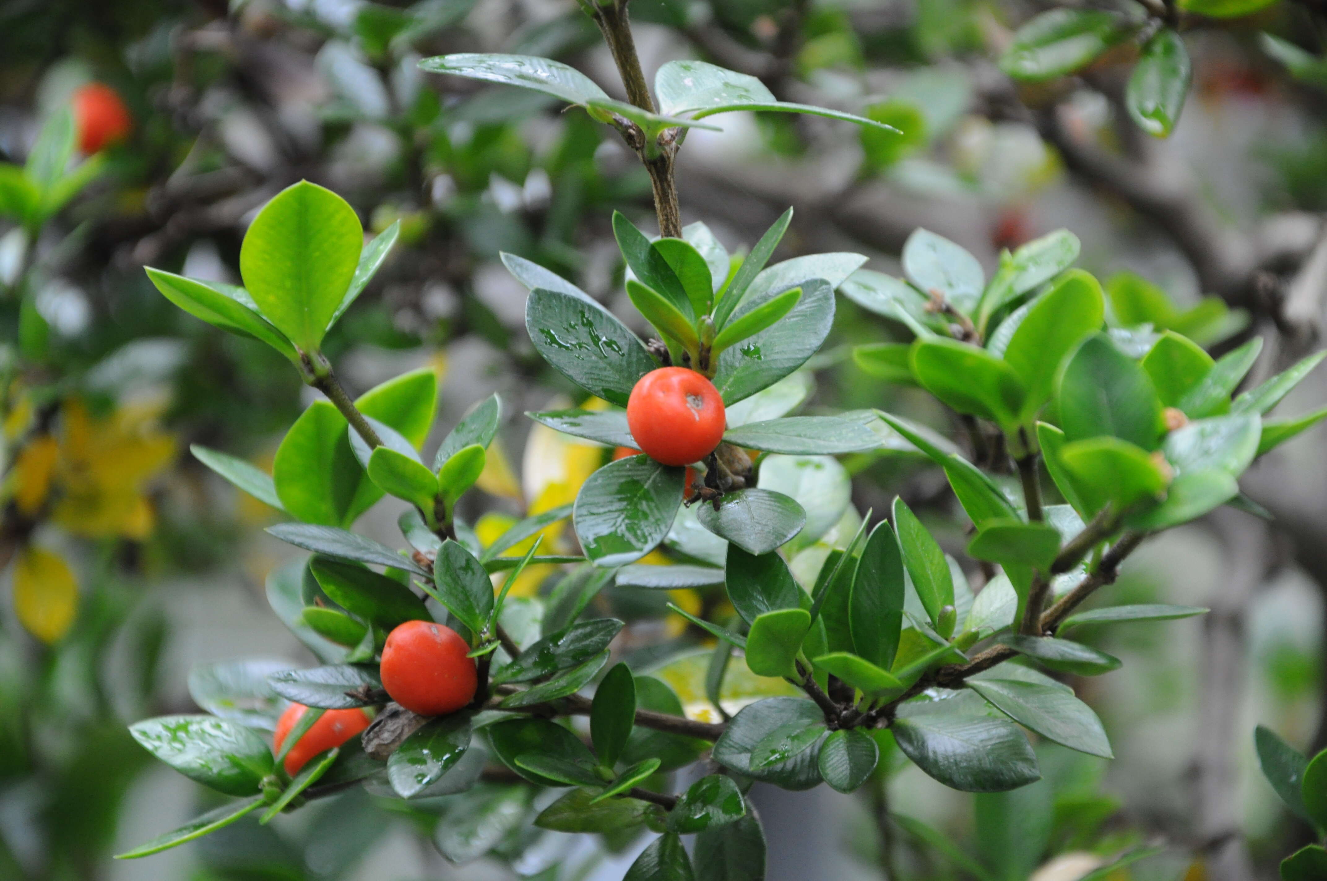 Image of Alyxia ruscifolia R. Br.