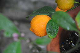 Image of Citrus × limonia