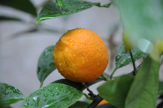 Image of Citrus × limonia