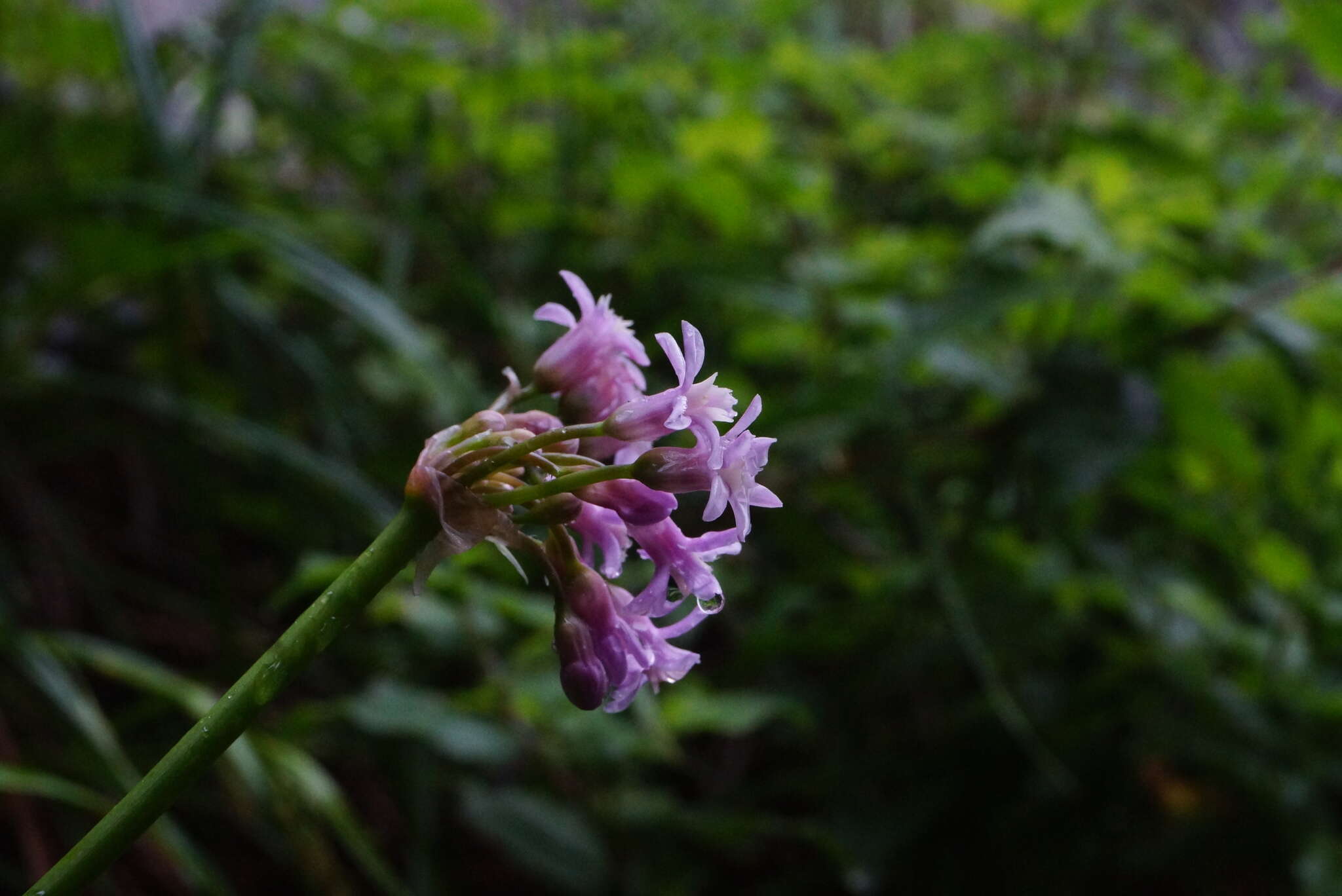 Image of Pink Agapanthus