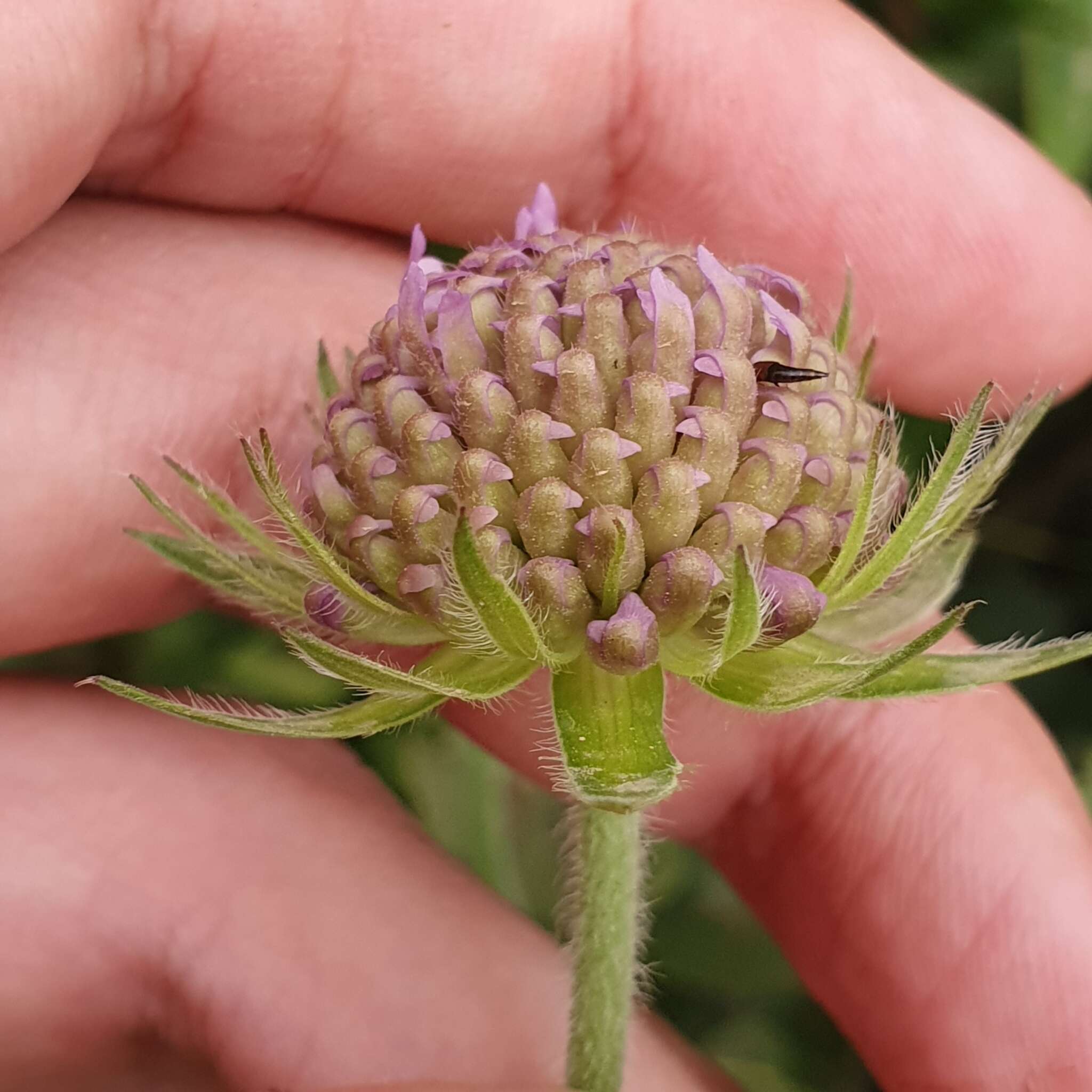 Plancia ëd Knautia mauritanica Pomel