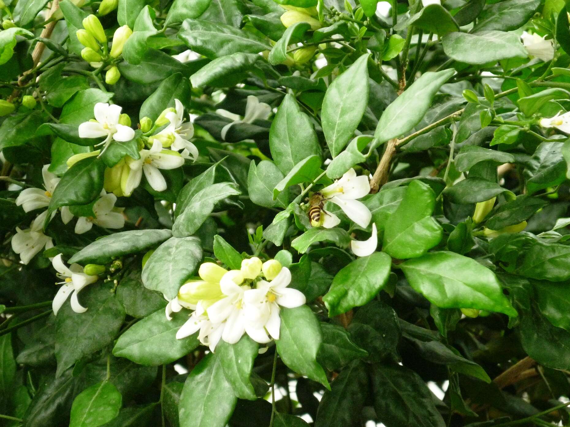 Image of orange jasmine