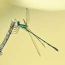 Image of Eastern Willow Spreadwing