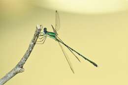 Image of Eastern Willow Spreadwing