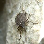 Image of Brown marmorated stink bug