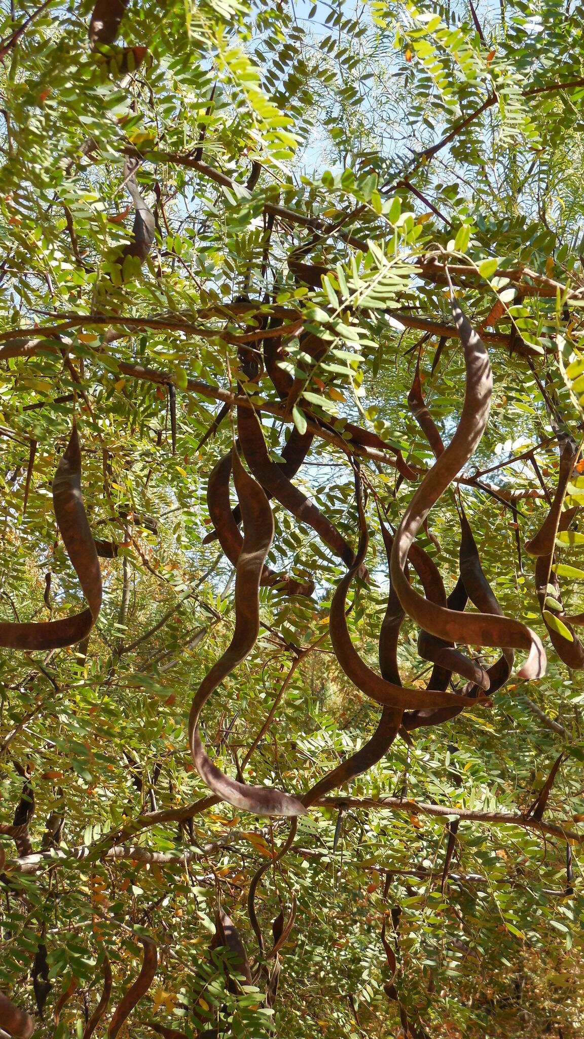 Plancia ëd Gleditsia triacanthos L.