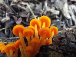 Image of Mycena leaiana (Berk.) Sacc. 1891