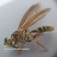 Image of Papaya Fruit Fly