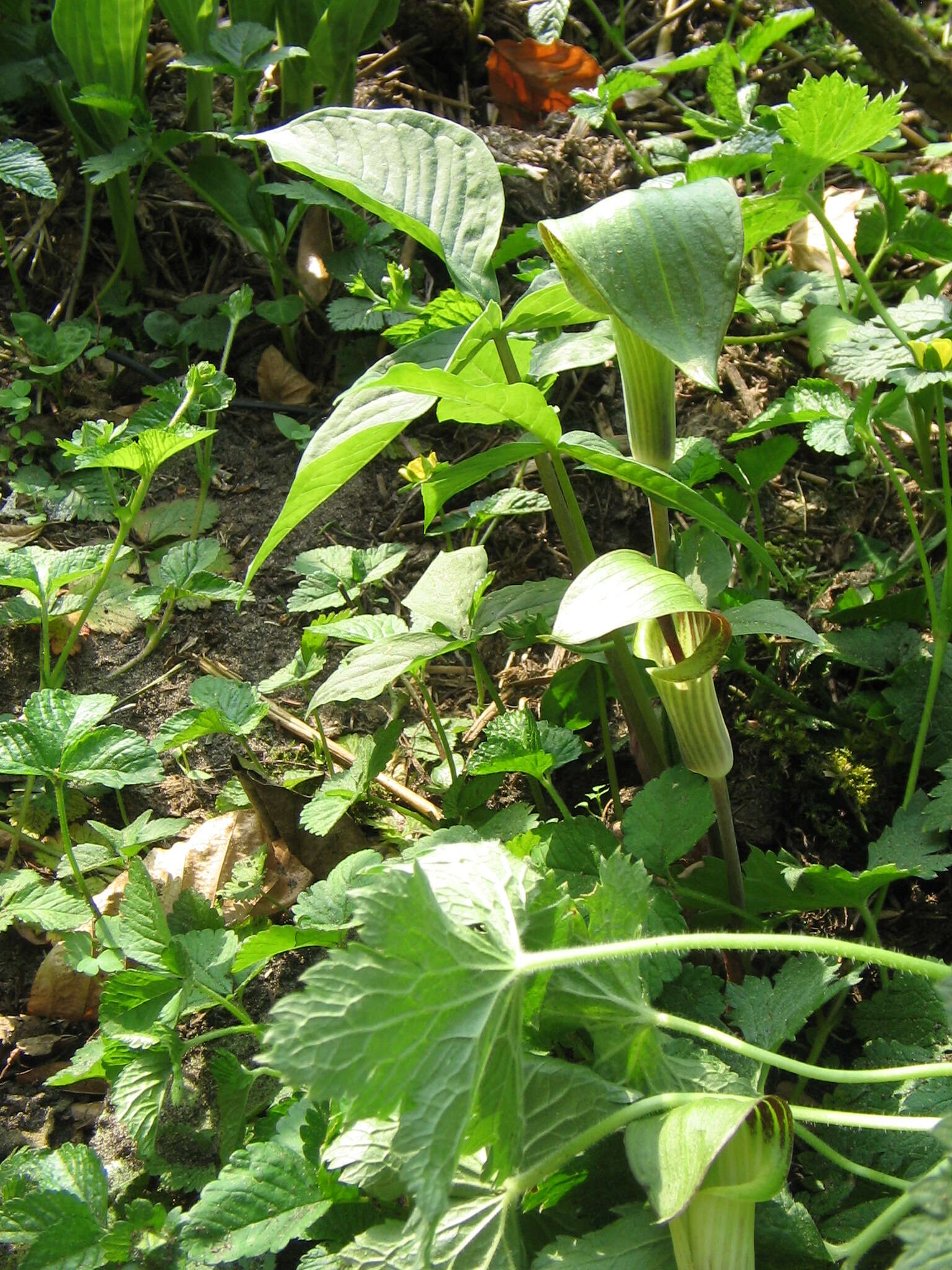 Слика од Arisaema triphyllum (L.) Schott