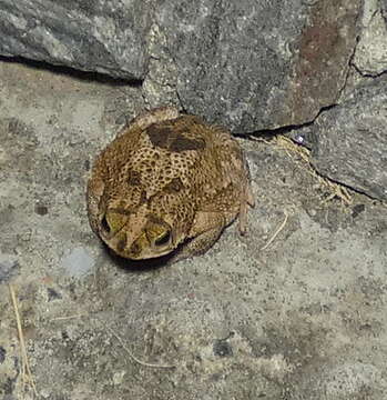 Image of Common Lesser Toad