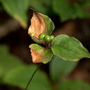 Imagem de Medeola virginiana L.